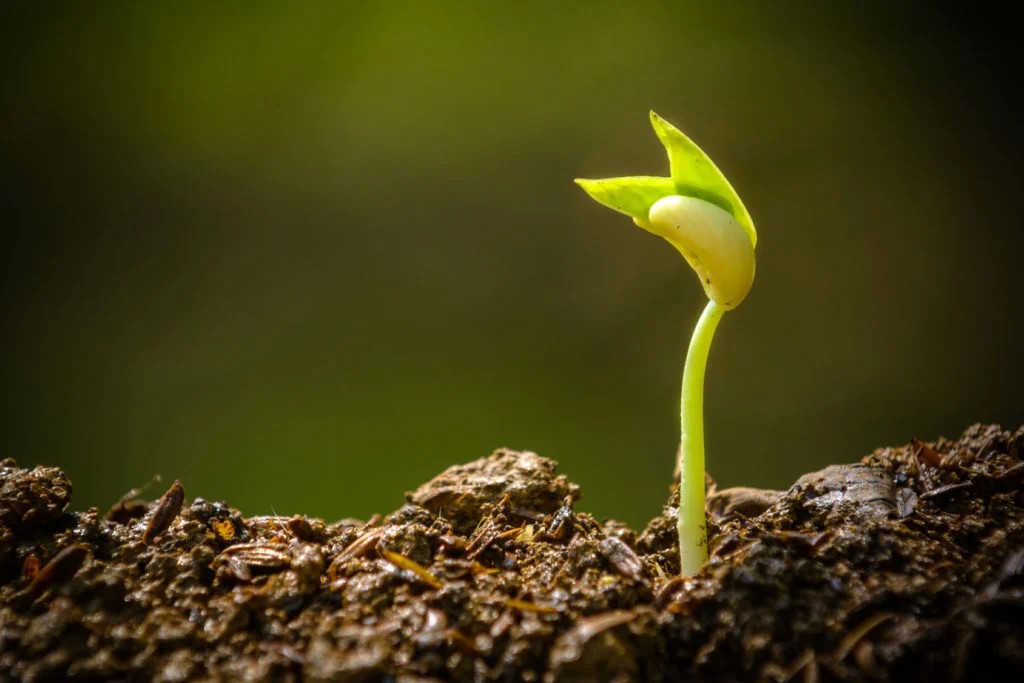 Seedling-1024x683